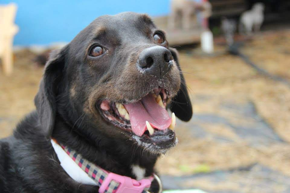 A smiling Labrador Retriever