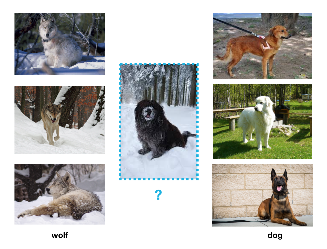 Wolf/dog classifier learns to identify snow rather than the different animal features.