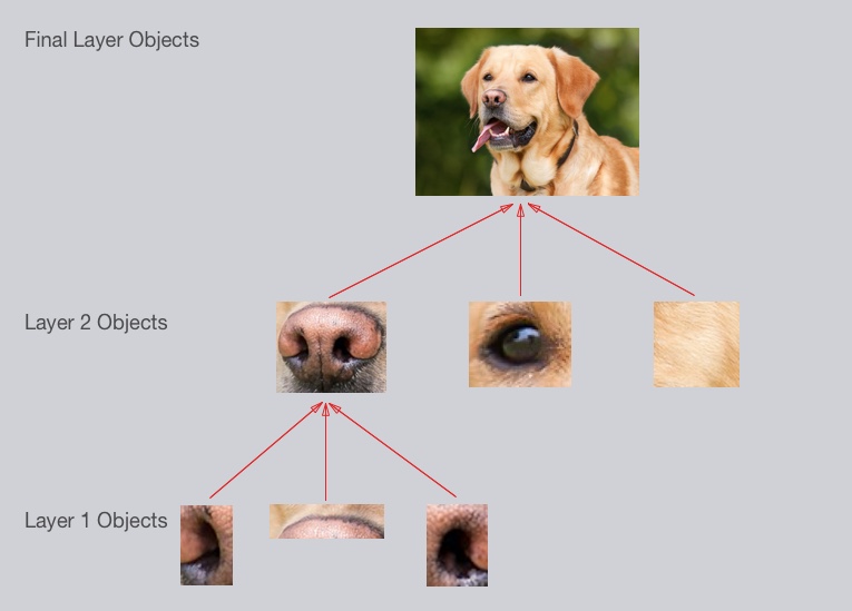 An example of what each layer in a CNN might recognize when classifying a picture of a dog.