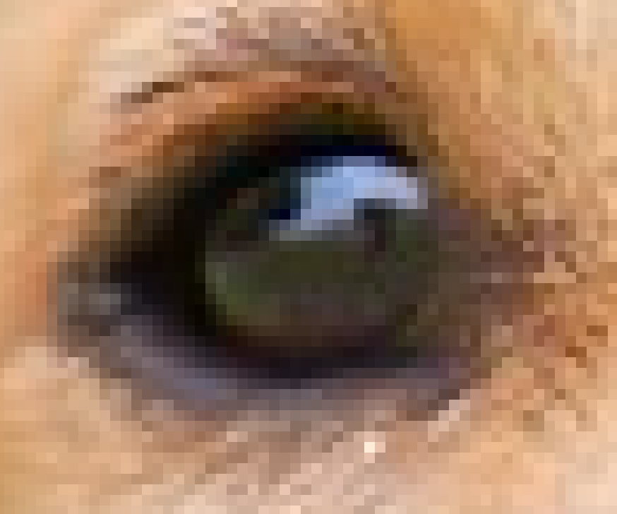 The eye of the dog.