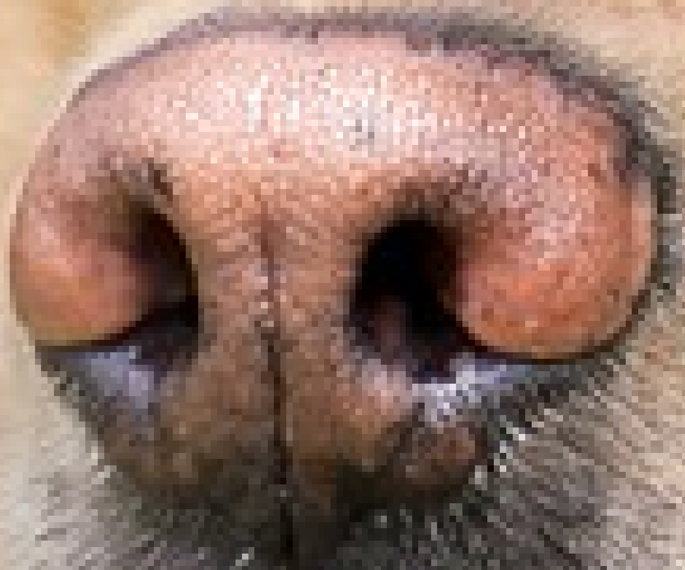 The nose of the dog.