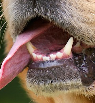 This patch of the dog has many interesting features we may want to capture. These include the presence of teeth, the presence of whiskers, and the pink color of the tongue.